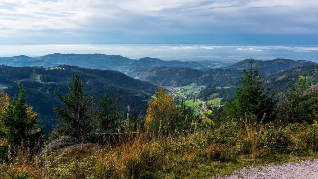 The Black Forest