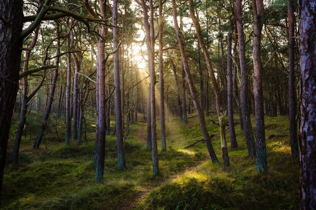 Lithuanian Forests-From ancient forest legends to modern sustainability practices
