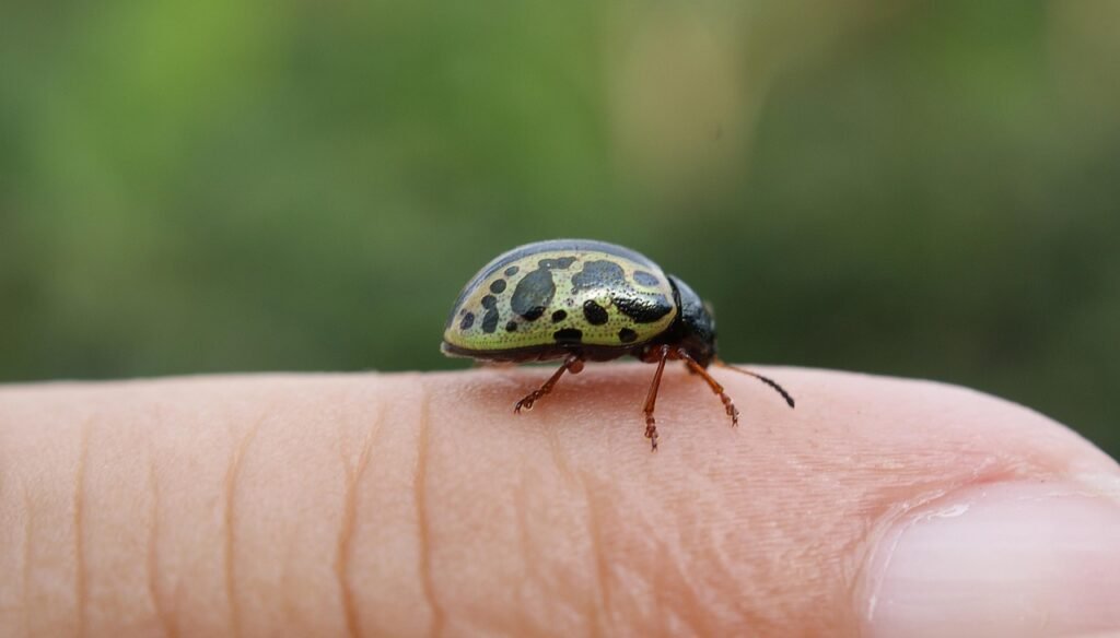 However, modern insect fears often exceed rational risk assessment by enormous margins.