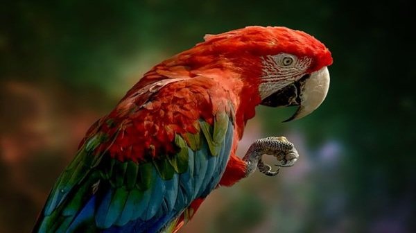 nature & wildlife
