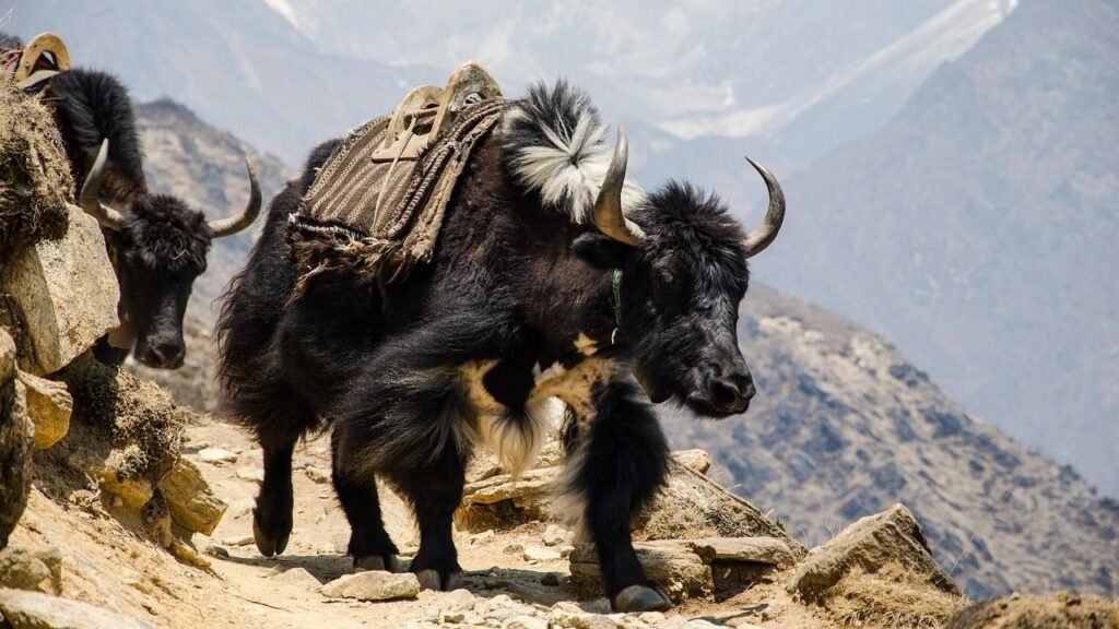 Nepal is more than just a destination
