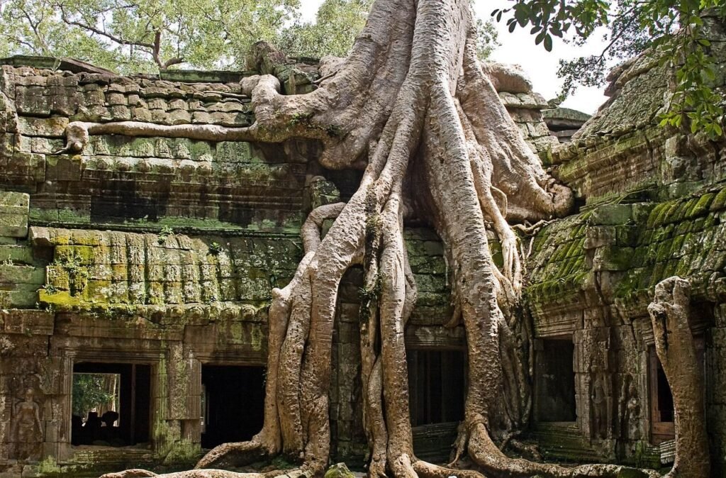 Ta Prohm's strangler fig trees embrace ancient stones in a dramatic dance